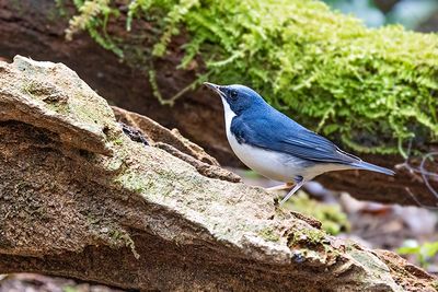 Siberian Blue Robin (Larvivora cyane) -- male