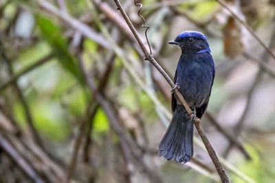 Large Niltava (Niltava grandis) -- male
