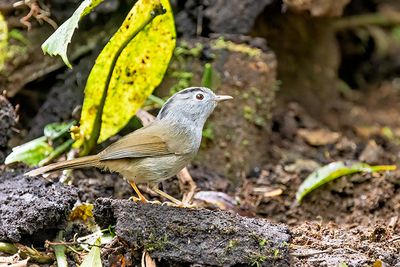 Mountain Fulvetta (Alcippe peracensis)