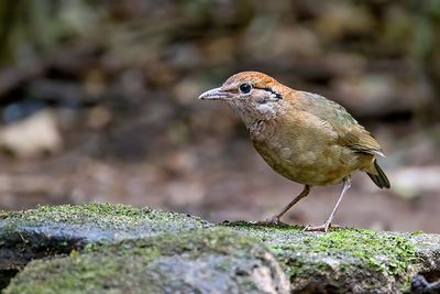 Rusty-naped Pitta (Hydrornis oatesi) -- female
