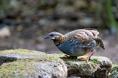 Rufous-throated Partridge (Arborophila rufogularis)