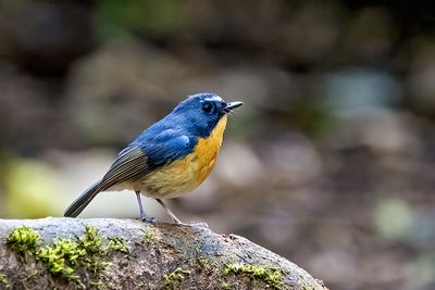 Snowy-browed Flycatcher (Ficedula hyperythra) -- male