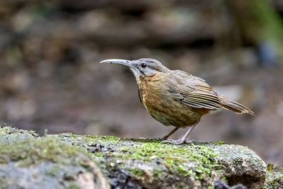 Short-tailed Scimitar-Babbler (Napothera danjoui)