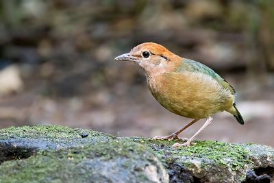 Rusty-naped Pitta (Hydrornis oatesi) -- male