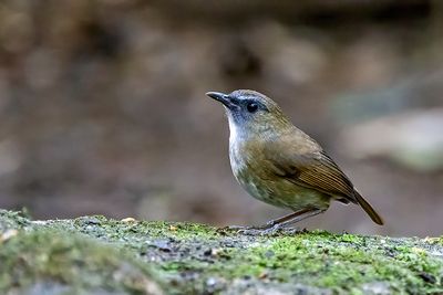Lesser Shortwing (Brachypteryx leucophris) -- female