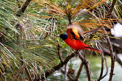 Long-tailed Minivet (Pericrocotus ethologus) -- male