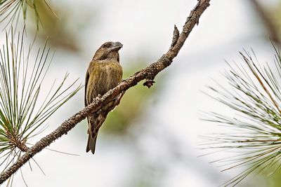 Red Crossbill (Loxia curvirostra) -- female