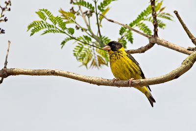 Vietnamese Greenfinch (Chloris monguilloti)