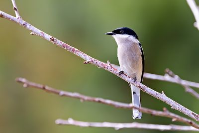 Bar-winged Flycatcher-shrike (Hemipus picatus)