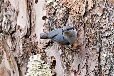 Chestnut-vented Nuthatch (Sitta nagaensis)