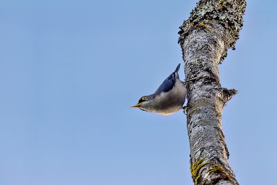 Yellow-billed Nuthatch (Sitta solangiae)