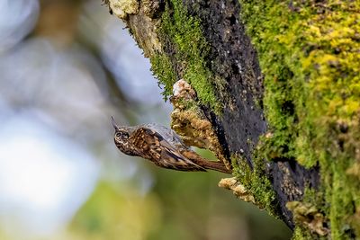 Hume's Treecreeper (Certhia manipurensis)