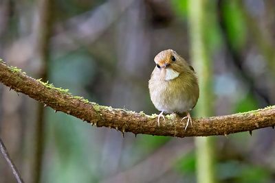Rufous-browed Flycatcher (Anthipes solitaris)