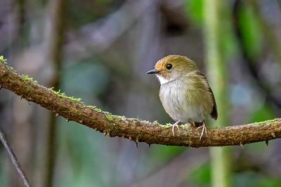 Rufous-browed Flycatcher (Anthipes solitaris)