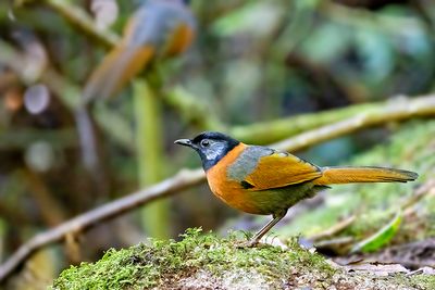 Collared Laughingthrush (Trochalopteron yersini)