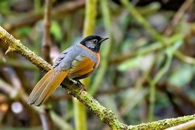 Collared Laughingthrush (Trochalopteron yersini)