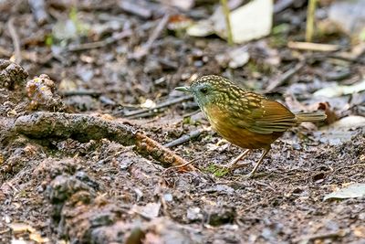 Streaked Wren-Babbler (Gypsophila brevicaudata)