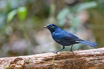 White-tailed Robin (Myiomela leucura) -- male