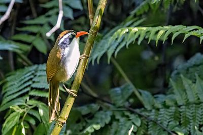 Brown-crowned Scimitar Babbler (Pomatorhinus phayrei)