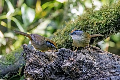 Rusty-capped Fulvetta (Schoeniparus dubius)
