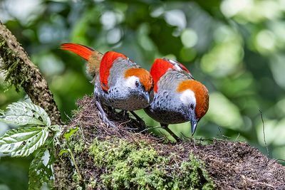 Red-tailed Laughingthrush (Trochalopteron milnei)