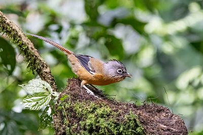 Black-crowned Barwing (Actinodura sodangorum)