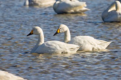 Tundra Swan (Cygnus columbianus)