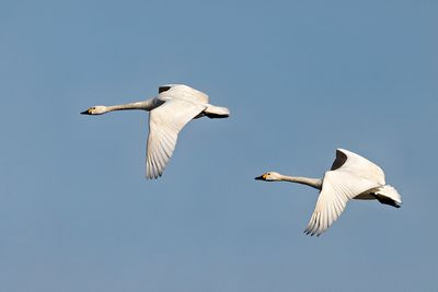 Tundra Swan (Cygnus columbianus)