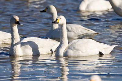 Tundra Swan (Cygnus columbianus)