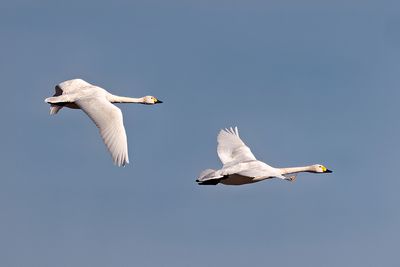 Tundra Swan (Cygnus columbianus)