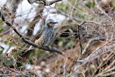 Brown-eared Bulbul (Hypsipetes amaurotis)