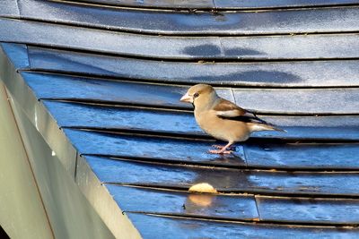 Hawfinch (Coccothraustes coccothraustes)
