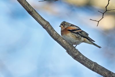 Brambling (Fringilla montifringilla)