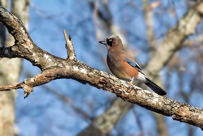 Eurasian Jay (Garrulus glandarius)