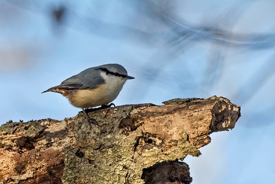 Eurasian Nuthatch (Sitta europaea)