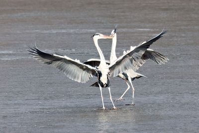 Grey Heron (Ardea cinerea)