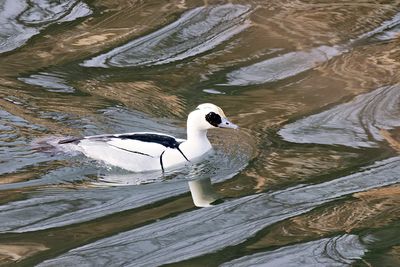 Smew (Mergellus albellus)