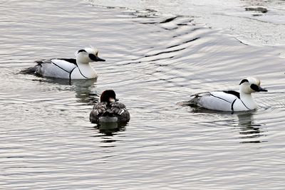 Smew (Mergellus albellus)