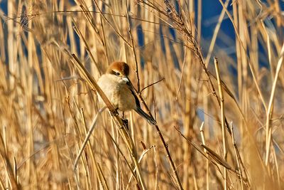 Bull-headed Shrike (Lanius bucephalus)