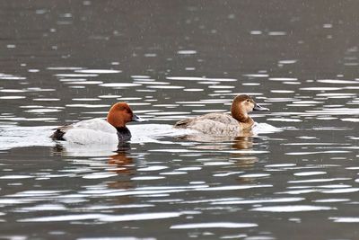 Common Pochard (Aythya ferina)