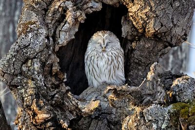 Ural Owl (Strix uralensis)