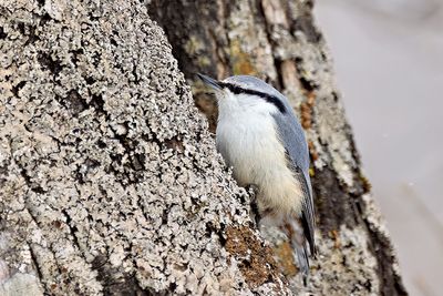 Eurasian Nuthatch (Sitta europaea)