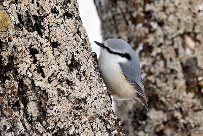Eurasian Nuthatch (Sitta europaea)