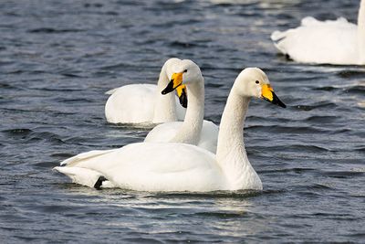 Whooper Swan (Cygnus cygnus)