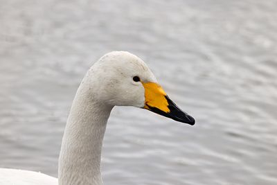 Whooper Swan (Cygnus cygnus)