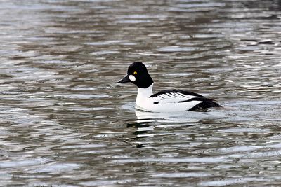 Common Goldeneye (Bucephala clangula) -- male