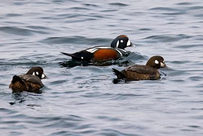 Harlequin Duck (Histrionicus histrionicus)