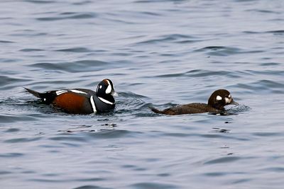 Harlequin Duck (Histrionicus histrionicus)