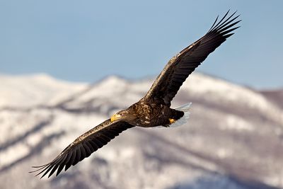 White-tailed Eagle (Haliaeetus albicilla)