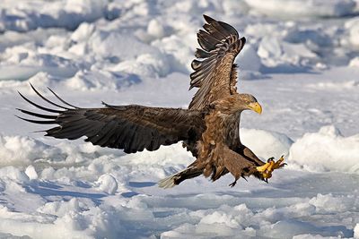 White-tailed Eagle (Haliaeetus albicilla)